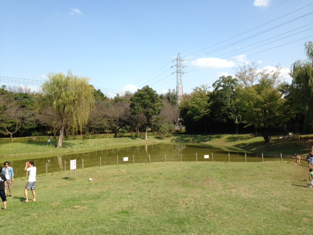 大泉さくら運動公園広場