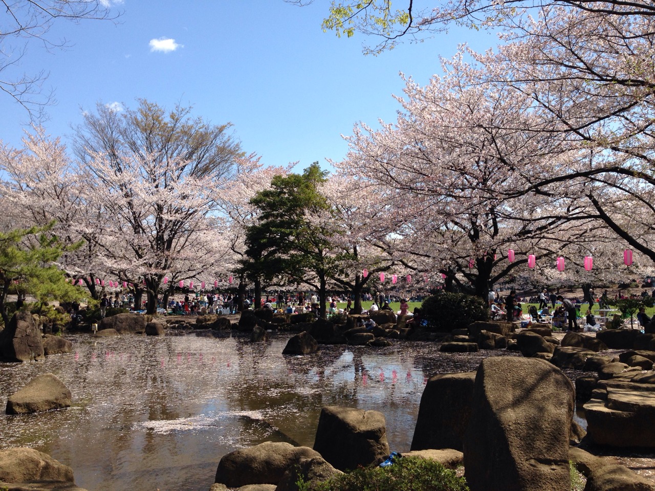 蕨市／蕨市民公園／埼玉／BBQ/配達／バーベキューレンタル／桜／花見